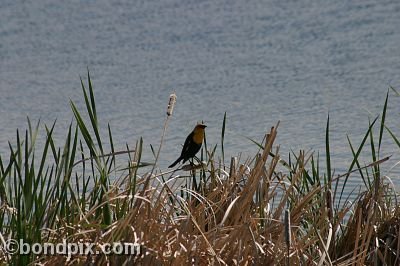 Bird at Warm Springs Ponds, Montana