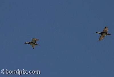 Ducks flying over Warm Springs Ponds, Montana