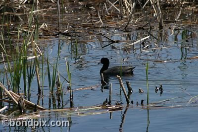 Water fowl at Warm Springs Ponds, Montana