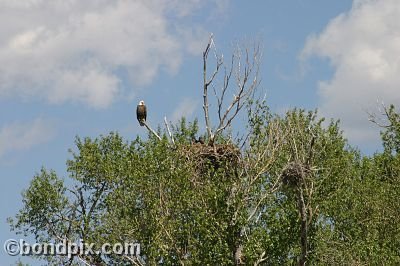 Bald Eagle at Warm Springs Ponds, Montana