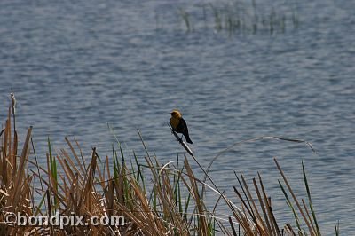 Bird at Warm Springs Ponds, Montana