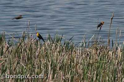 Bird at Warm Springs Ponds, Montana