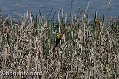 Bird at Warm Springs Ponds, Montana