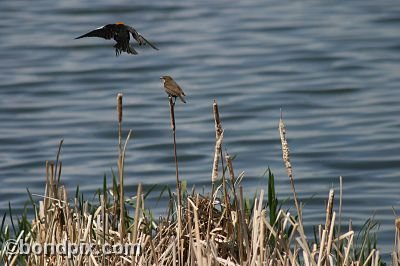 Bird at Warm Springs Ponds, Montana