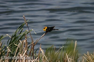 Bird at Warm Springs Ponds, Montana