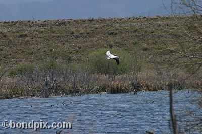 Pelican at Warm Springs Ponds, Montana