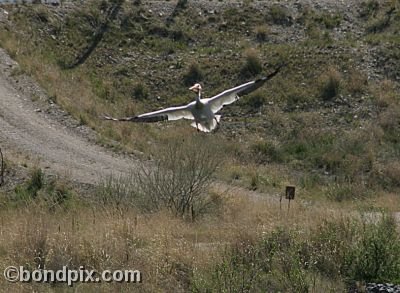 Pelican at Warm Springs Ponds, Montana