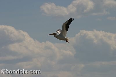 Pelican at Warm Springs Ponds, Montana