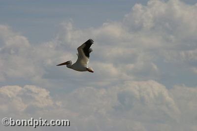 Pelican at Warm Springs Ponds, Montana