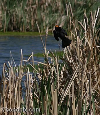 Bird at Warm Springs Ponds, Montana