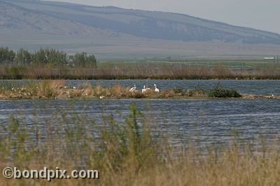 Warm Springs Ponds, Montana