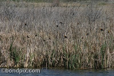 Bird at Warm Springs Ponds, Montana