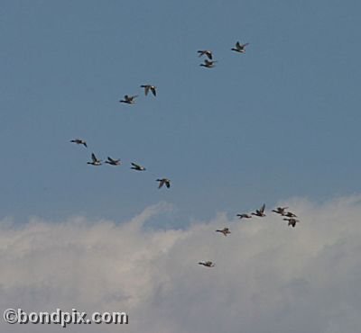 Ducks flying over Warm Springs Ponds, Montana