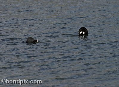 Water fowl at Warm Springs Ponds, Montana