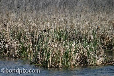 Bird at Warm Springs Ponds, Montana