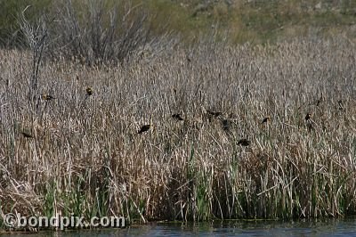 Bird at Warm Springs Ponds, Montana