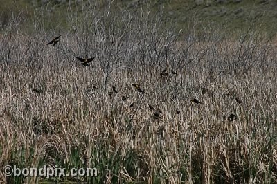 Bird at Warm Springs Ponds, Montana