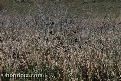 Bird at Warm Springs Ponds, Montana