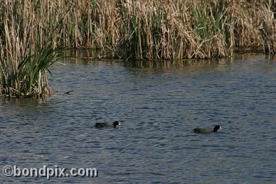 Water fowl at Warm Springs Ponds, Montana