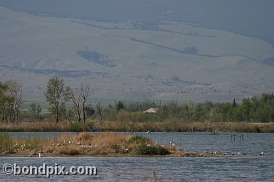 Warm Springs Ponds, Montana