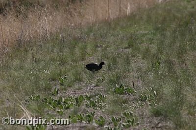 Bird at Warm Springs Ponds, Montana