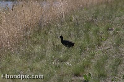 Bird at Warm Springs Ponds, Montana