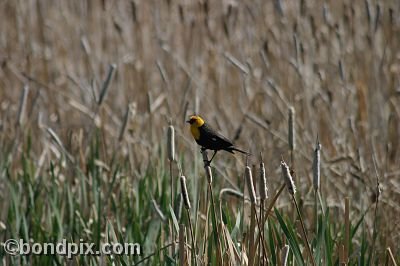 Bird at Warm Springs Ponds, Montana