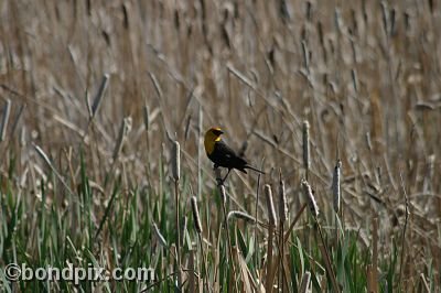 Bird at Warm Springs Ponds, Montana