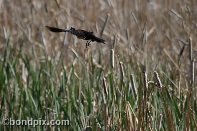 Bird at Warm Springs Ponds, Montana