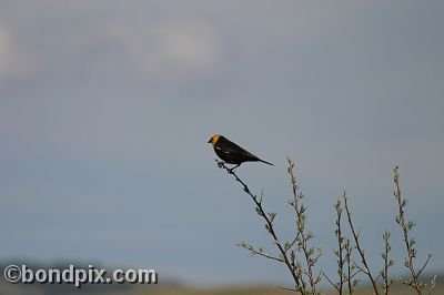 Bird at Warm Springs Ponds, Montana