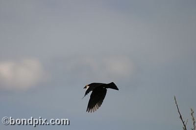 Bird at Warm Springs Ponds, Montana