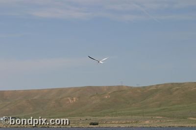 Warm Springs Ponds, Montana