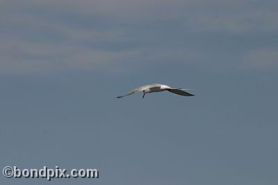 Tern at Warm Springs Ponds, Montana