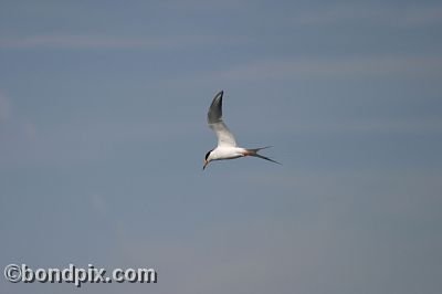 Tern at Warm Springs Ponds, Montana