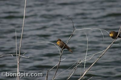 Bird at Warm Springs Ponds, Montana