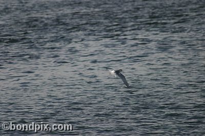 Bird at Warm Springs Ponds, Montana