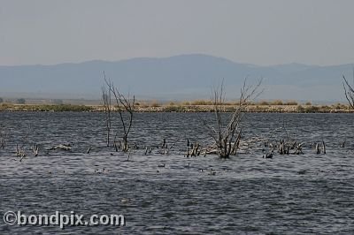 Water fowl at Warm Springs Ponds, Montana