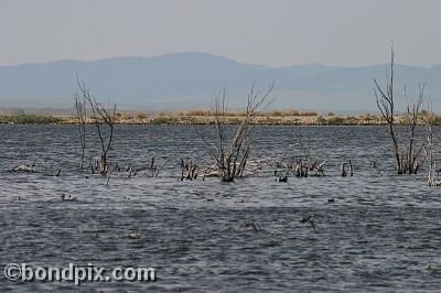 Water fowl at Warm Springs Ponds, Montana