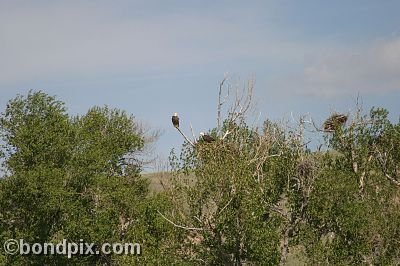 Bald Eagle at Warm Springs Ponds, Montana