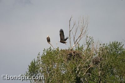 Bald Eagle at Warm Springs Ponds, Montana