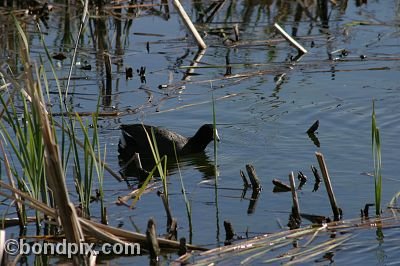 Water fowl at Warm Springs Ponds, Montana