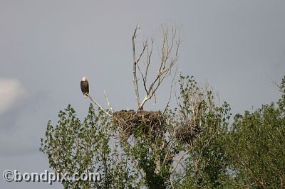 Bald Eagle at Warm Springs Ponds, Montana