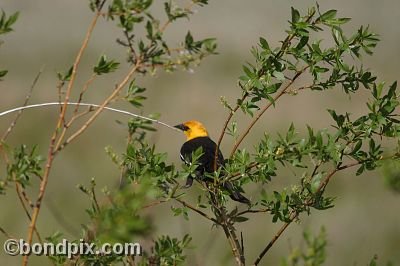 Bird at Warm Springs Ponds, Montana