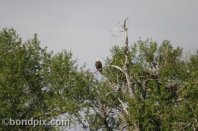 Bald Eagle at Warm Springs Ponds, Montana