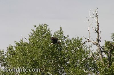 Bald Eagle at Warm Springs Ponds, Montana