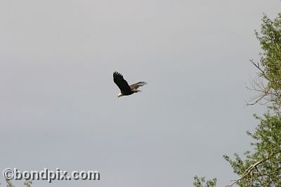 Bald Eagle at Warm Springs Ponds, Montana