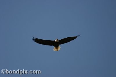 Bald Eagle at Warm Springs Ponds, Montana