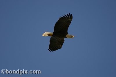 Bald Eagle at Warm Springs Ponds, Montana