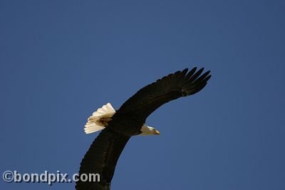 Bald Eagle at Warm Springs Ponds, Montana