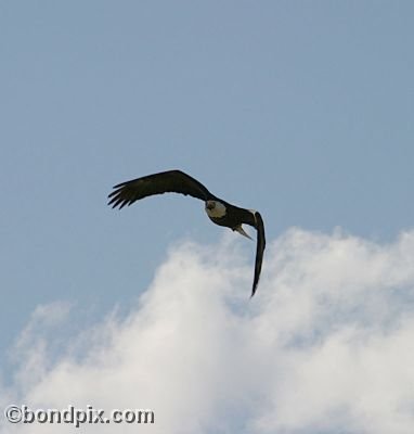 Bald Eagle at Warm Springs Ponds, Montana